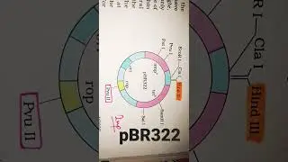 pBR322 #cloning #vector #biotechnology #biology #12thclass #aiims #pmt #importantquestions #study