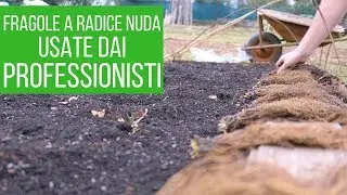 Coltivare fragole per ottima produzione | La migliore concimazione | Orto e Giardinaggio