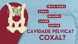 Coxal, Quadril e Cavidade P&eacute;lvica: Qual a Diferen&ccedil;a? | Anatomia Veterin&aacute;ria | Anatomia Animal