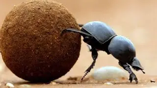 5 Curiozitati Despre Insecte