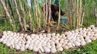 Top Video unique  -A farmer collects a lot of duck eggs from sugarcane trunks and bamboo shoots.