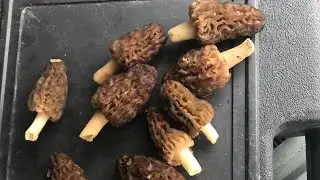 Morel Mushrooms March 2020 the first of the Missouri Season