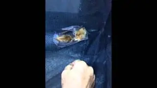 Merlin feeding pallid bats