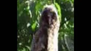 Long-eared owl chicks /Ransuil. On parasol and conifer