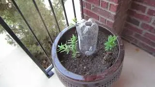 5 Day Self  Watering System 15 gallon planter
