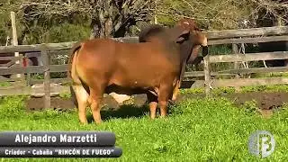BRAHMAN COLORADO - INFERNAL