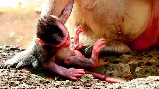 The poorest condition of fresh Newborn Jinx half an hour of birth after Mom Just cut of placenta
