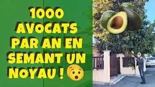 Il plante un noyau d'avocat et r&eacute;colte plus de 1000 avocats chaque ann&eacute;e ! 🥑🥑🥑😯