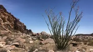 1hr Desert Sounds - Desert Bird Sounds & Ocotillo View @ Anza Borrego - Ambiance, Study, Sleep, ASMR