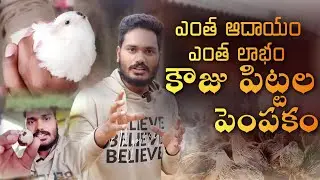Quail Farming | కౌజు పిట్టల పెంపకం | డబ్బే డబ్బు | ఆదాయం లక్షల్లో #sujay #sujayvideos #starboysujay