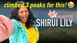 BEST THING IN MANIPUR!!! Climbing Shirui Peak for RARE flower | UKHRUL Ep3