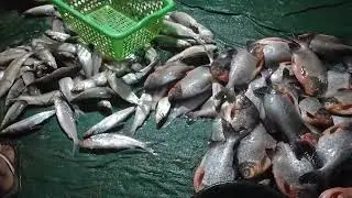 Matlapalem fish market