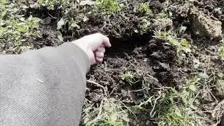 Wild Hog Tracking Trapping the Gray Ghost