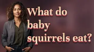 What do baby squirrels eat?