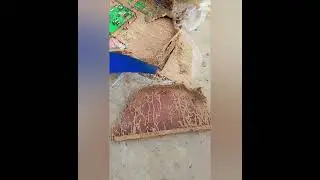 Termite Control Services _Pest Control_Fumigation Services #termitecontrol #foryou #demak 3234911106