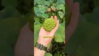 Can I eat this alien plant? 👽