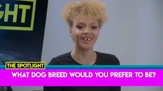 What Dog Breed Would You Prefer To Be? | The Spotlight