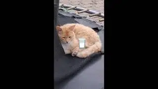 Не справедливе життя #cat #сваты6 #kitti #cute #kittty #kitten #kitte #funny #kittey #pets