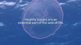 #WorldWildlifeDay - Celebrating Marine Life and Healthy Oceans