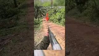 охота на кабана с очень близкого расстояния в России#cinghiale#hunting#chasse#sanglier#shorts #video