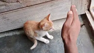 Blocking my cat's view