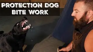 Amazing Protection Dog Bite Work Compilation 2018 K9 Security Home Executive Level Training