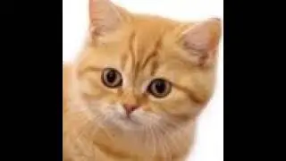 Nothing Urgent &mdash; A Cat&rsquo;s Life Live 2026-01-11 22:04:32