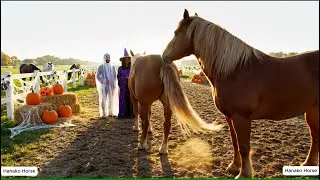 Wild Horse mating Scene at Halloween Horse Race