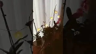Benim D&uuml;nyam 🍄🌲🌳🍁 #shortvideo #short #orkide #&ccedil;i&ccedil;ek