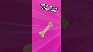 Why Do Dogs Love Bones?