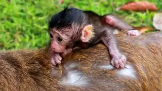Adorable newborn baby monkey Bree lying on mom back