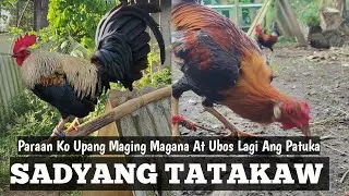 Paano Patakawin Ang Manok | Lahat Nagawa Mo Na Pero Pihikan Pa rin | Linyada ng Mamay