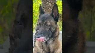 One the most graceful #breeds #belgianmalinois #malinois #bestdog #workingdog #smartdog #uniquedogs