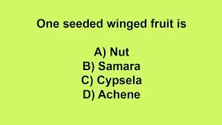 One seeded winged fruit is