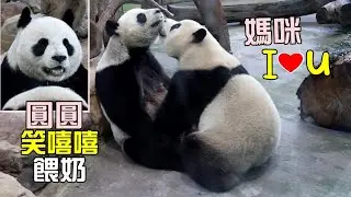 圓寶邊喝奶邊撒驕太犯規,圓圓愛睏坐著哈哈笑餵奶,太萌啦|Giant Panda Yuan Bao,Yuan Yuan,圆宝,圆圆,貓熊,大貓熊,大熊貓|台北動物園|Taipei zoo