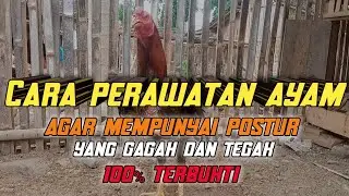 Cara agar postur tulangan ayam berdiri gagah dan tegak.