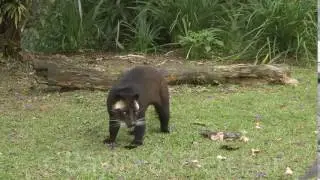 Masked Palm Civet (Paguma larvata), Malaysia. 20151030_181315.m2ts