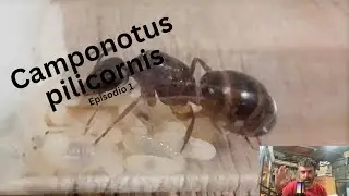 Camponotus pilicornis -  Episodio 1 - Fundación de la colonia