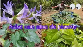Em busca de plantas 🪴na natureza 🍄‍🟫,olhem isso😱