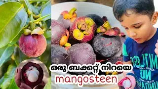 വരൂനമുക്ക് mangosteen പറിച്ചു കഴിക്കാംmangosteen plucking from tree/fresh mangosteen/Lehnas Kitchen