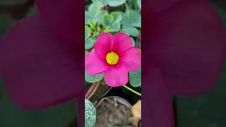 Plantogallery oxailes customer review feedback 2023 - 2024