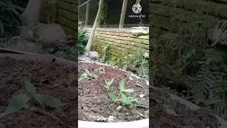 growing up the plant unique part 2 #shorts #plants