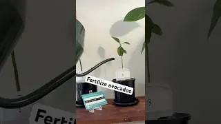 Let&rsquo;s fertilize some avocado trees - Year Long Avocado Timelapse Week 29