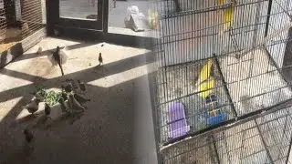 Clean Finch aviary and give healthy soft food to lovebirds today Animal Park