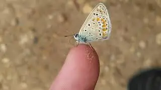 Common blue butterfly (Polyommatus icarus)