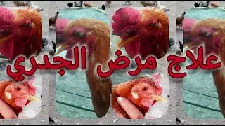 بالتجربة علاج طبيعي سهل وفعال لمرض الجدري للدجاج
