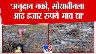 Beed Crop Loss News | पावसामुळे काढणीला आलेल्या सोयाबीनच्या पिकाचं नुकसान, शेतकरी हतबल