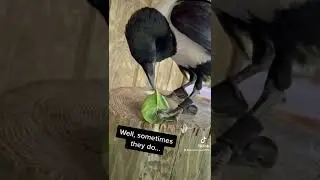 Do crows eat spinach? Kinda