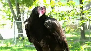 Turkey Vulture