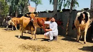 HF & Jersey गाय का टॉप का फ़ार्म || Chauhan Dairy Farm